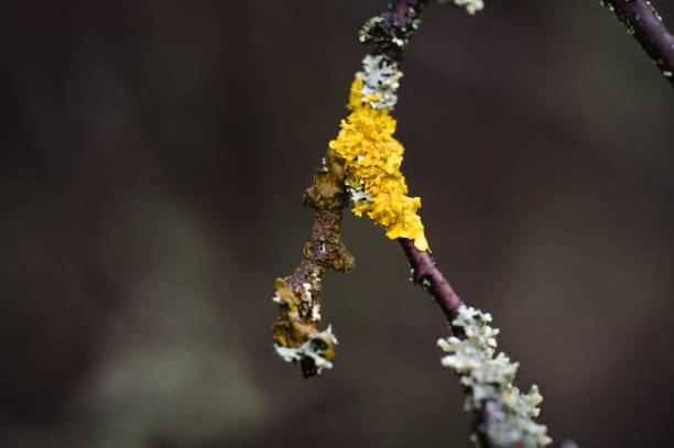 Lichen, Fungus, Macrophotography, Extreme Close-Up