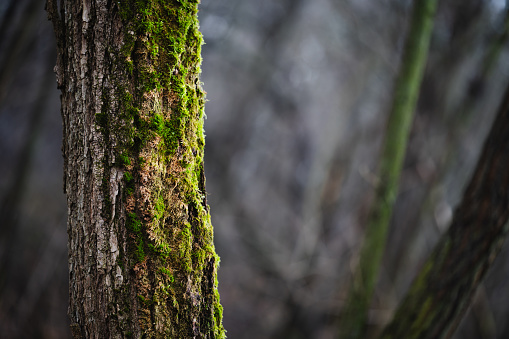 Moss, Forest, Close-up,