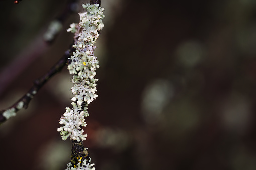 Lichen, Fungus, Macrophotography, Extreme Close-Up