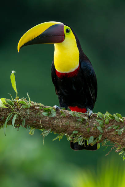 istock Chestnut-mandibled toucan - stock photo 2114807752