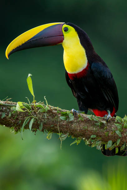 istock Chestnut-mandibled toucan - stock photo 2114807763