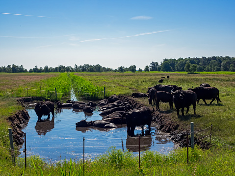 A herd of water buffalo bathing in a pond on a pasture in Mecklenburg-Vorpommern, Germany.