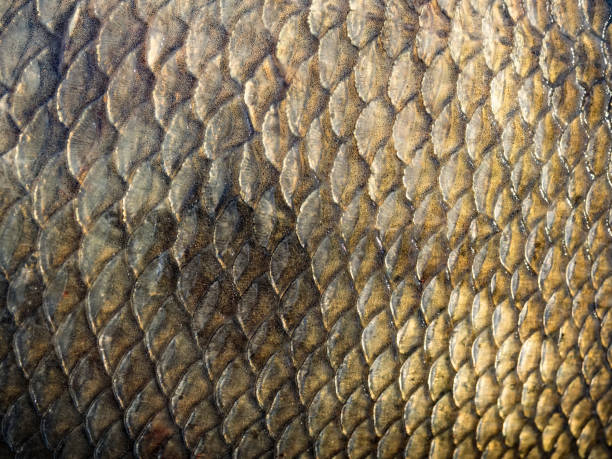 The structure of the scales of a fish (bream) as a background The structure of the scales of a fish (bream) as a background. tropical fish closeup stock pictures, royalty-free photos & images
