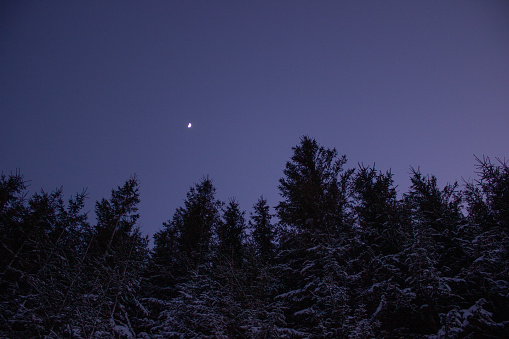 Scenic view of the moon in the clear sky above pine tree tops during blue hour