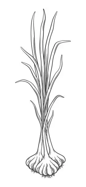 Vector illustration of Vector sketch garlic bunch. Hand drawn outline illustration of whole garlic bulb with leaves. Healthy vegetables.