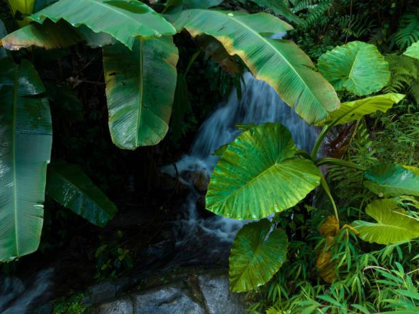 Aerial view of tropical forest in summer