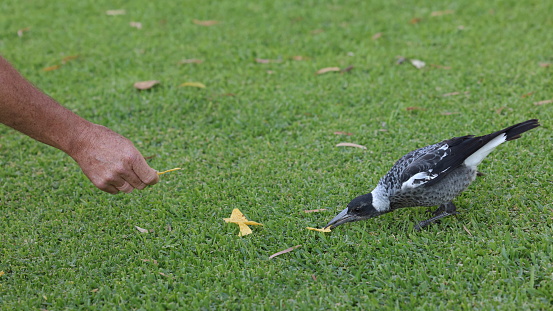 Human arm and hand feeding Australian Magpie (Gymnorhina tibicen) food scraps, with a grassy green background.  Human-animal interaction.  Human-animal bond.