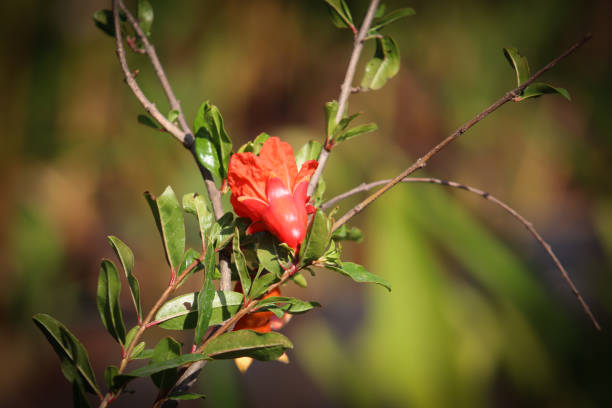 Single Red Flower On The Plant Branch