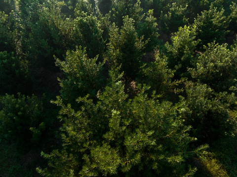 Podocarpus macrophyllus (Yew plum pine) garden