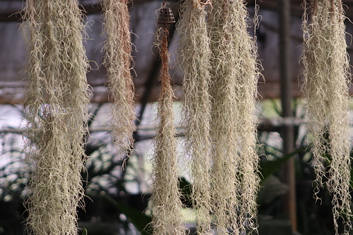 Spanish Moss Hanging from Above