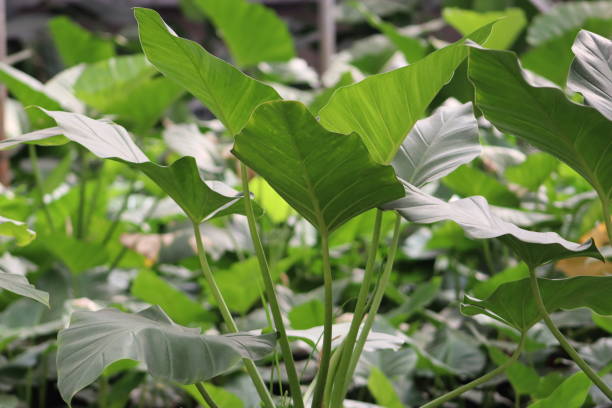 istock Lush green Arrowhead Plant foliage 2114839237