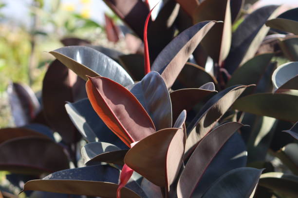 istock Rubber fig plants closeup with red green leaves 2114839779