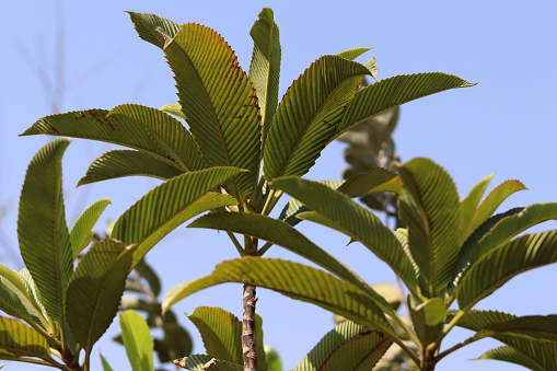 Dillenia indica plant beautiful green leaves closeup