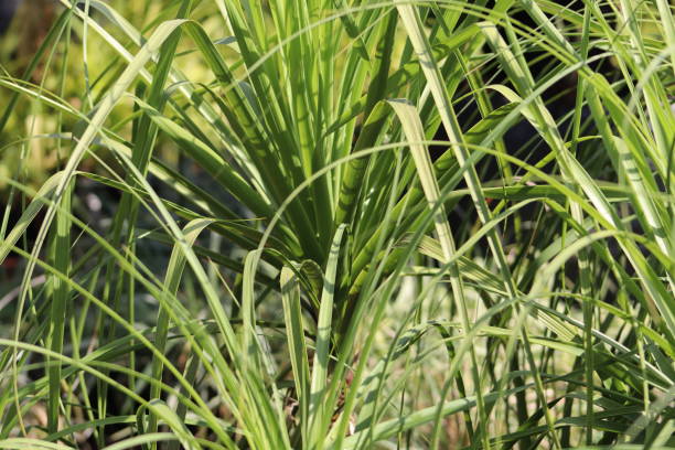 istock Long big Grass closeup with green background 2114842419
