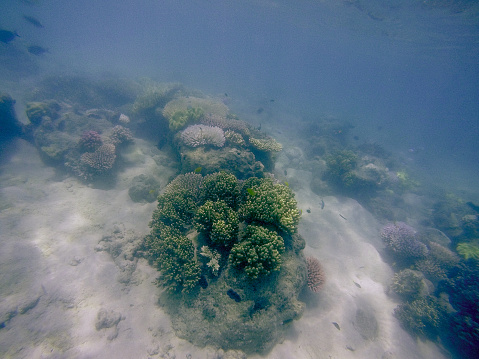 Lochsen damselfish swimming in the sea of Miyakojima