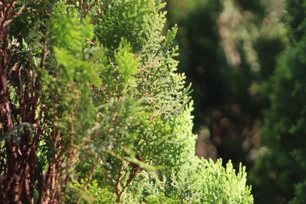 istock Oriental Arbor-vitae beautiful plants closeup with blur background 2114842959