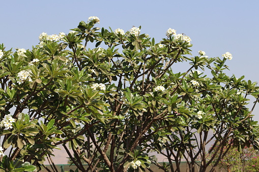 Plumeria rubra white flower blooming on the tree