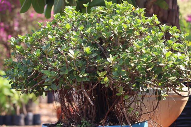 istock Small Tree In The Pot With Green Leaves 2114843515