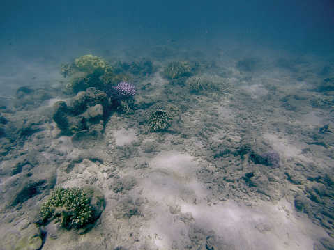 Bunte Unterwasserwelt