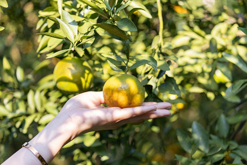 A close-up of a person's hand presenting a ripe orange still attached to its tree, with lush green leaves around.