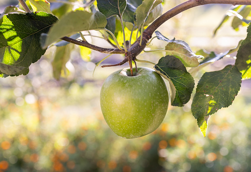 Close up of a green apple in a tree during autumn