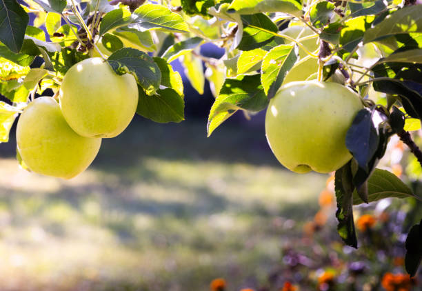 istock yellow apples in a tree during autumn 2114849349