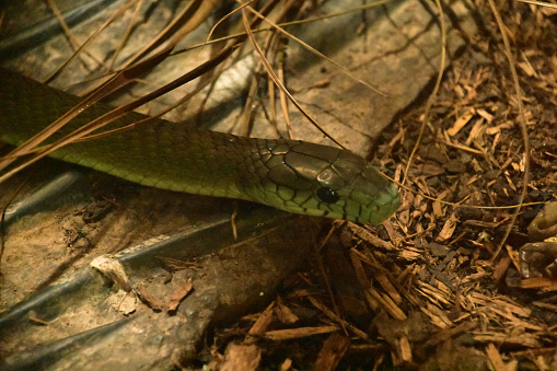 Scaley green snake slithering along wood chips on the forest floor.