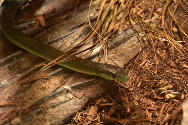 istock Green Snake Slithering Around in a Forest 2114851485
