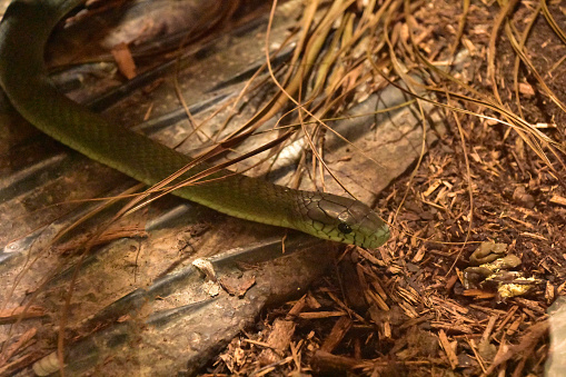 Green snake slithering on the forest floor in tropics.