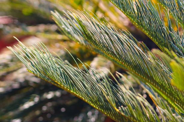 Cycas blooming green plants closeup background