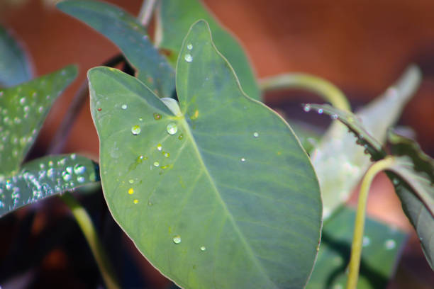 water drop ball on the philodendron rugosum plants