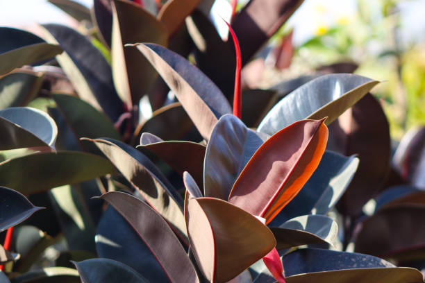 istock Rubber Fig Tropical Plants With Colorful Leaves 2114856712