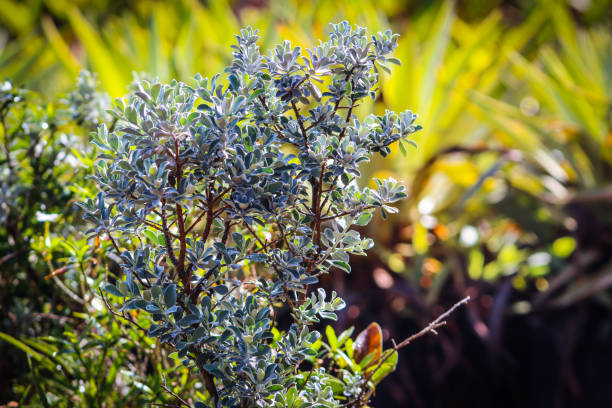 Lush green texas sage bush in bright sunlight