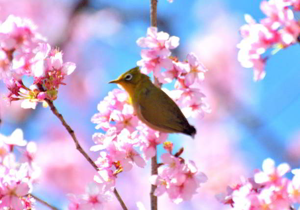 During cherry blossom season, many Japanese white-eye birds are observed flocking to cherry trees to consume nectar from flowers.