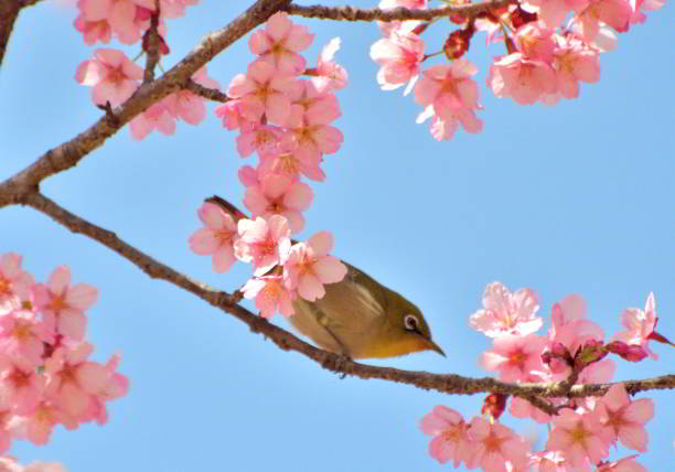 istock Japanese White-eye Bird Sucking Nectar of Cherry Blossoms Under Blue Sky 2114865682