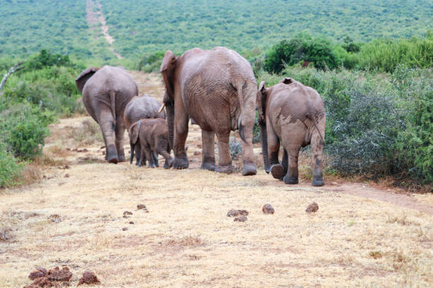 big elephant in the national park watching the tourists