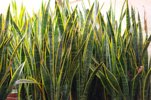 istock Tight Focus on Spiky Sansevieria Plants 2114866717