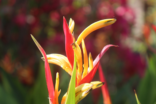 Vibrant Elegance Heliconia Psittacorum in the Garden