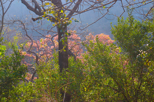 Green tree and plants with pink flower on the mountain forest
