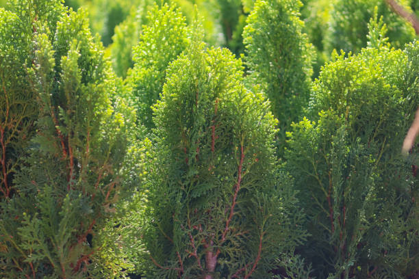 The green dotcom oriental thuja plant with green thuja background The green dotcom oriental thuja plant with green thuja background flower of oriental arborvitae stock pictures, royalty-free photos & images