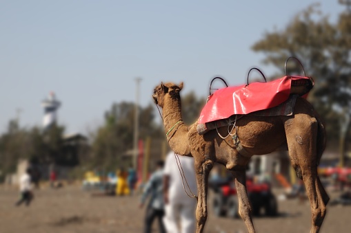 camel walking on the beach