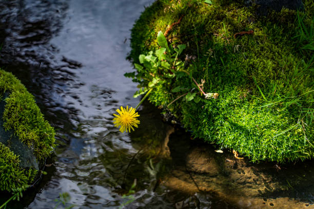 Alternate leaved golden saxifrage (Chrysosplenium alternifolium) at a stream.