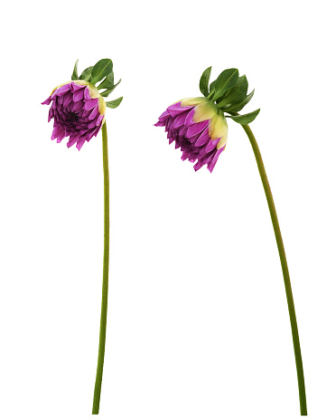 Set of purple dahlia buds isolated on white
