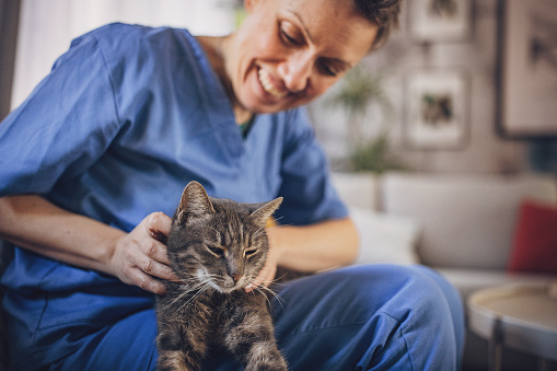 Woman in medical scrubs playing with her pet cat while sitting on sofa after work at home.