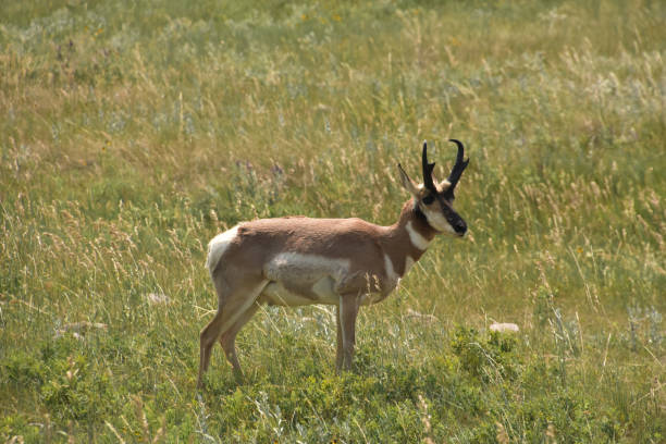 istock Side Profile of a Peninsular Pronghorn Antelope 2114880730