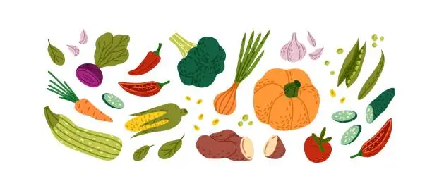 Vector illustration of Different vegetables set. Fresh farm products, healthy autumn harvest, fall crop. Natural vegan food, organic pumpkin, onion, carrot. Flat isolated drawing vector illustration on white background