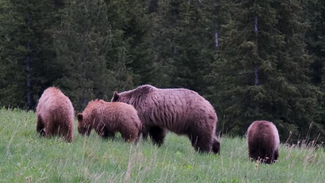 A grizzly sow and her three cubs are seen foraging and exploring the area in the tranquil surroundings of a lush green meadow bordered by a dense forest.