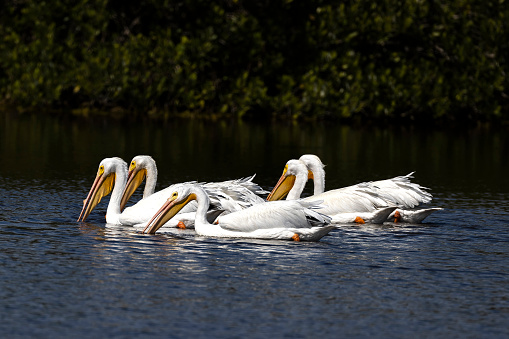 A flock of Great white pelican (Pelecanus onocrotalus, also known as rosy pelican or eastern white pelican) takes off from the water of the Danube. \nThe Danube Delta (Romanian: Delta Dunării) is the second larges river delta in Europe, it is listed as a World Heritage Site. The larger part of the Delta is belonging to Romania, a smaller part to Ukraine.