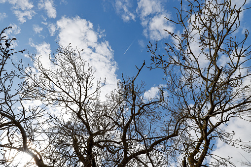 Skyward Dream: Embracing Tree Canopy and Cloudscape