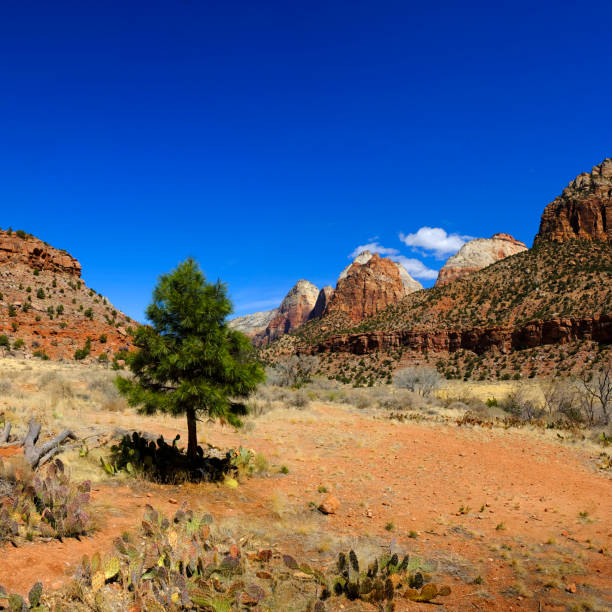 istock Red Rock in Zions National Park with Pine Trees 2114907973